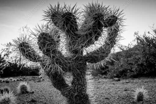 A Cholla Cactus at Dusk -- Phoenix Black and White Photos