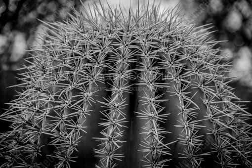 Spikes on a Saguaro Cactus -- Phoenix Black and White Photos