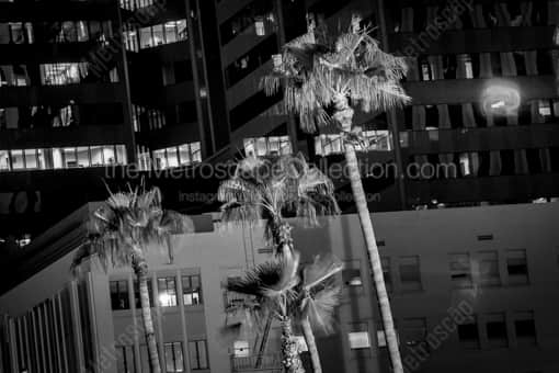 Palm Trees in Downtown Phoenix -- Phoenix Black and White Photos