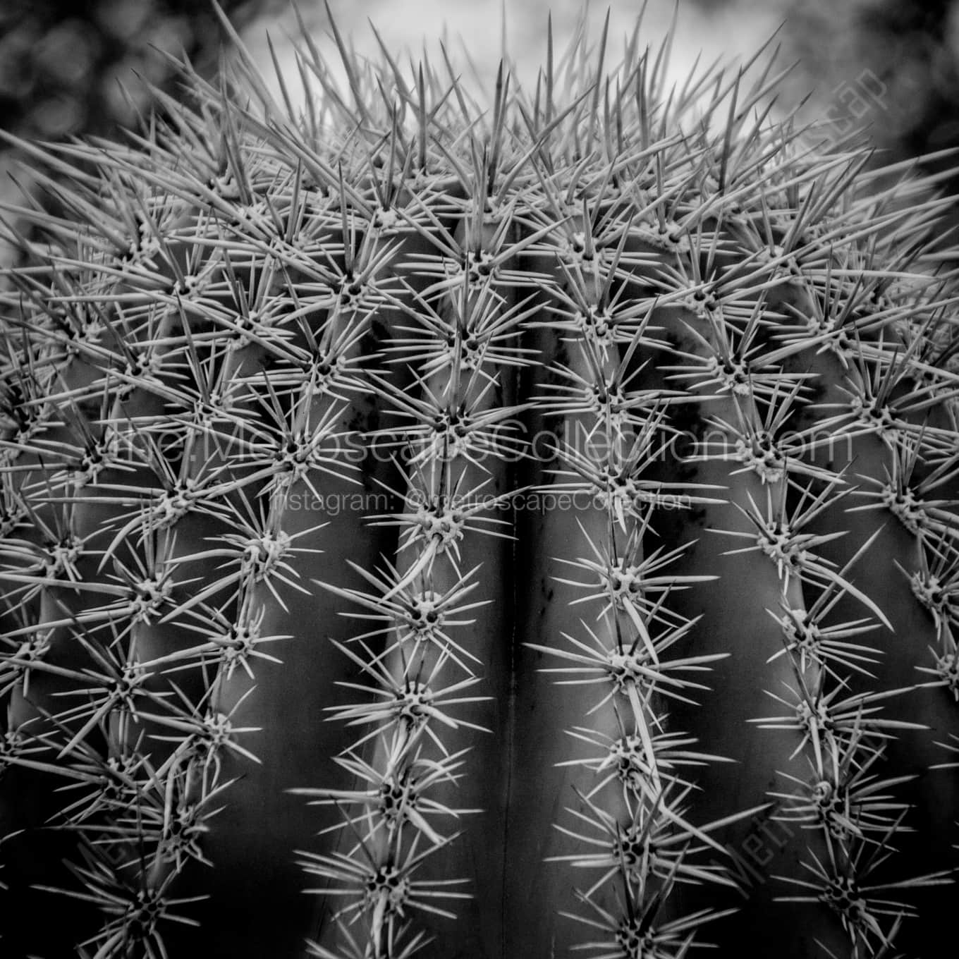 Spikes on a Saguaro Cactus landscape black and white Photography square crop