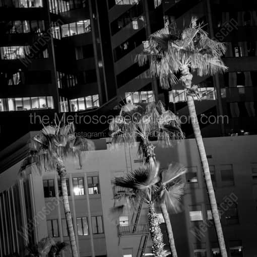Matte Black WOOD Framed Black and White Phoenix Photograph: Palm Trees in Downtown Phoenix in a Square Matte Black Wood Frame