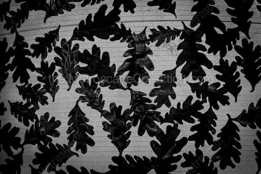 Raleigh Black and White Photography of Oak Leaves on a Light Pedestal in Raleigh Oak Leaves on a Light Pedestal in Raleigh -- Raleigh Black and White Photography