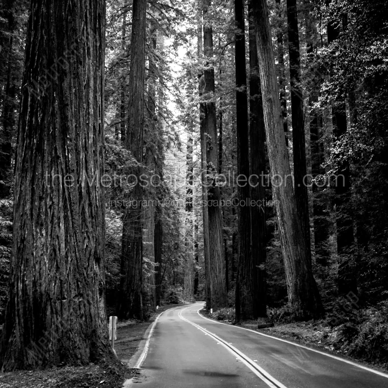 US Route 101 Through Redwood National Park landscape black and white Photography US Route 101 Through Redwood National Park landscape black and white Photography square crop
