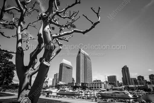 The San Diego Marina -- San Diego Black and White Photos