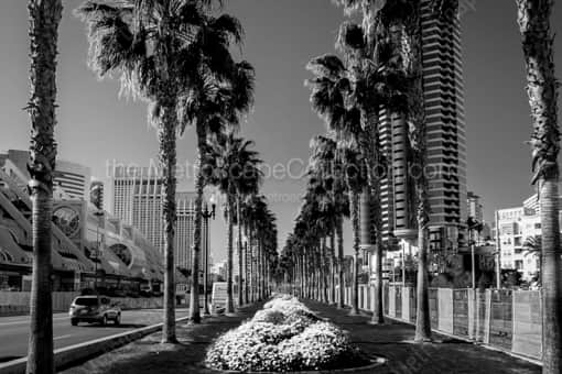San Diego Black and White Photography of Beautiful Purple Flower Beds in San Diego Beautiful Purple Flower Beds in San Diego -- San Diego Black and White Photography
