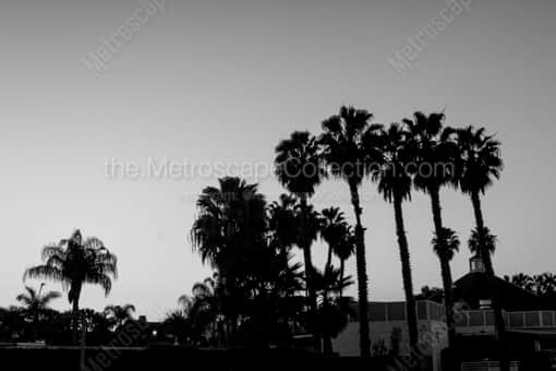 San Diego Black and White Photography of Washingtonia Palm Trees on Coronado Island Washingtonia Palm Trees on Coronado Island -- San Diego Black and White Photography