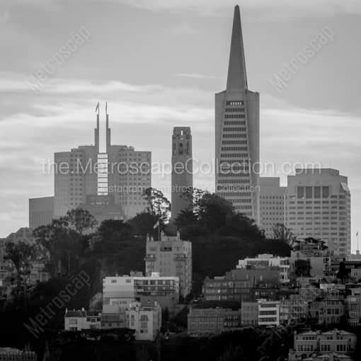Matte Black WOOD Framed Black and White San Francisco Photograph: Pioneer Park and Coit Tower in a Square Matte Black Wood Frame