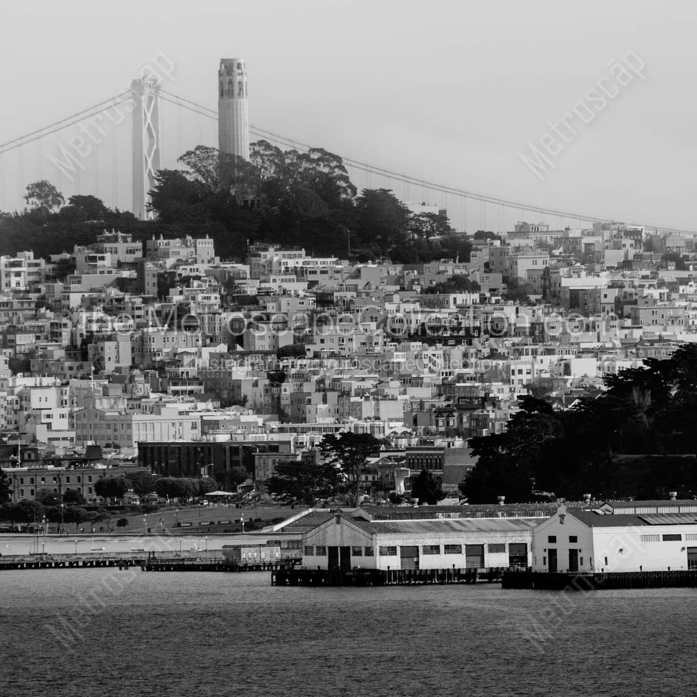 Telegraph Hill Coit Tower and the Bay Bridge landscape black and white Photography square crop