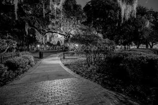 Tampa Black and White Photography of Spanish Moss Hangs from Trees Near the Plant Museum Spanish Moss Hangs from Trees Near the Plant Museum -- Tampa Black and White Photography