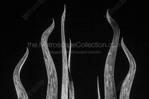 Tampa Black and White Photography of The Top of the Sticks of Fire Sculpture in Plant Park The Top of the Sticks of Fire Sculpture in Plant Park -- Tampa Black and White Photography