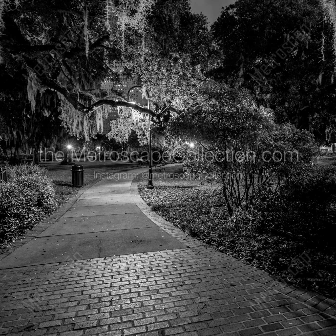 Spanish Moss Hangs from Trees Near the Plant Museum landscape black and white Photography square crop