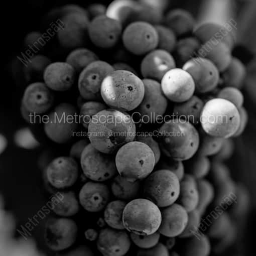 A Bunch of Grapes on a Napa Valley Vineyard -- Napa-Valley Black and White Photography