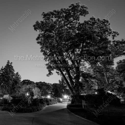 A Walking Path around the US Capitol Building -- Washington DC Black and White Photography