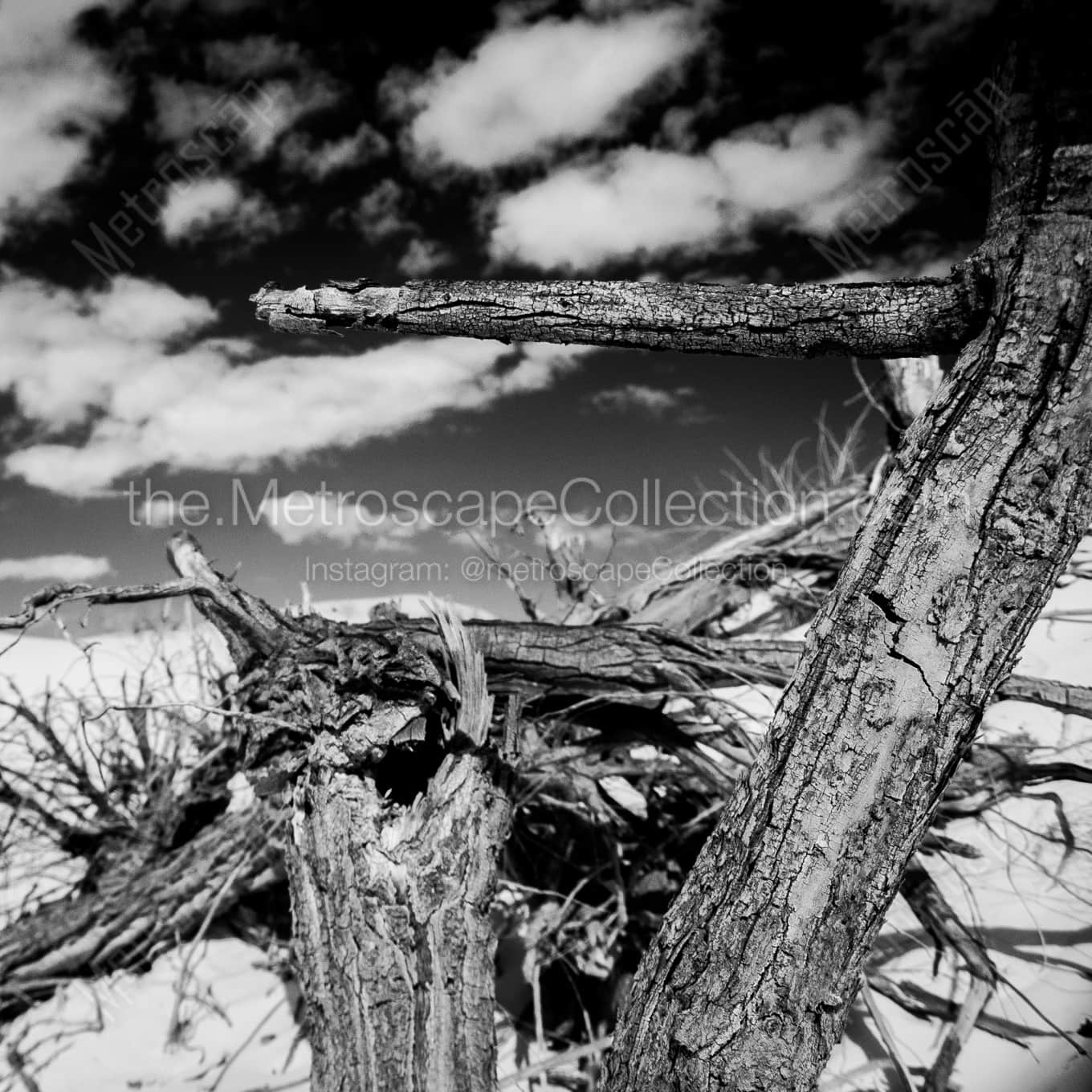 A Dead Cottonwood Tree in White Sands night time black and white Photography square crop