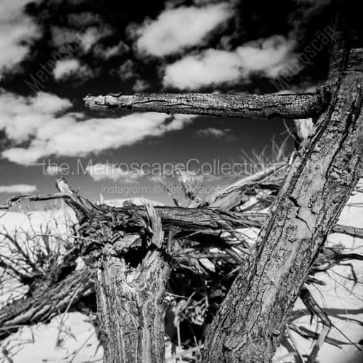 Matte Black WOOD Framed Black and White White Sands Photograph: A Dead Cottonwood Tree in White Sands in a Square Matte Black Wood Frame