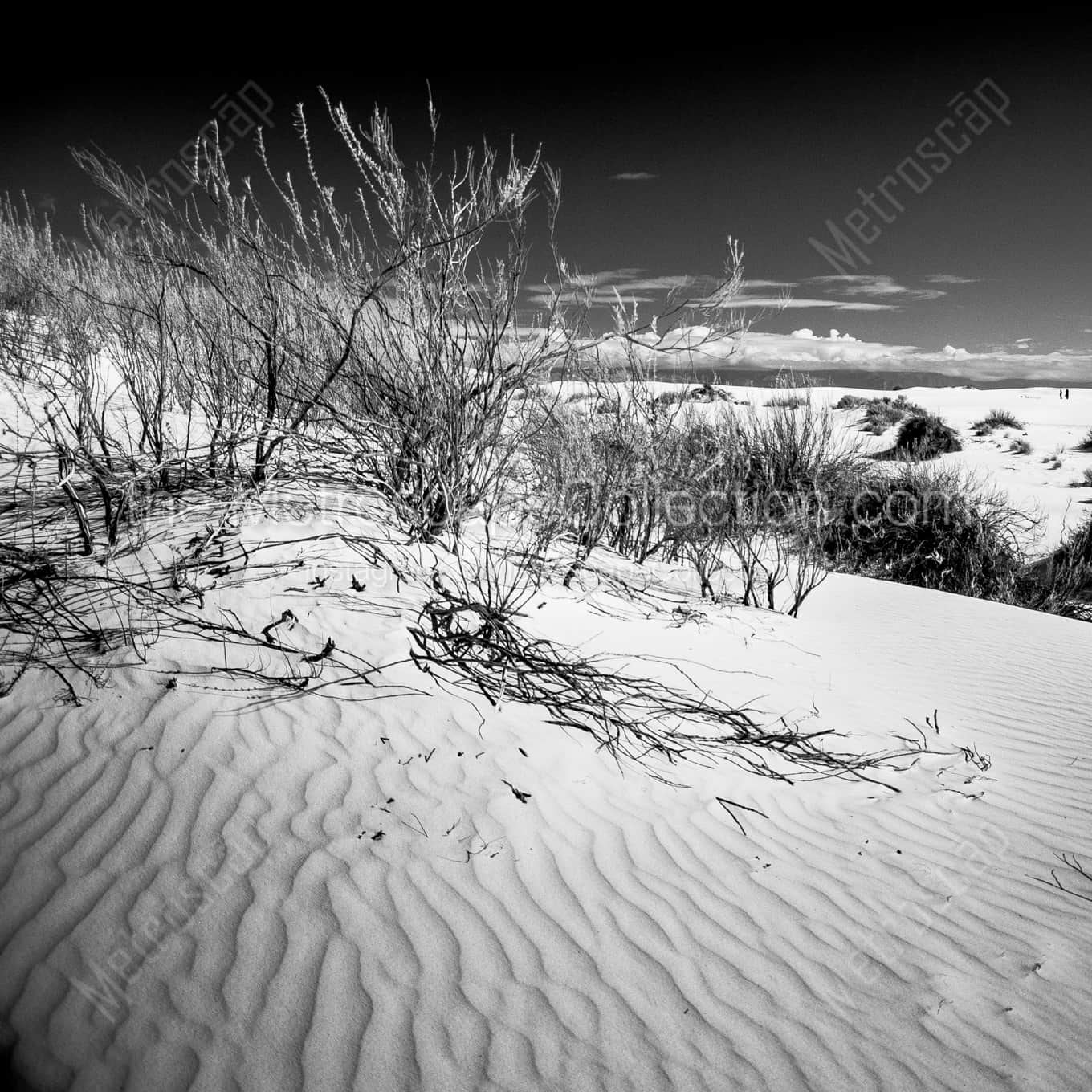 White Gypsum Sand Dunes in White Sands New Mexico night time black and white Photography square crop