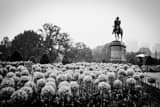 Horizontal The George Washington Equestrian Statue in a Rainy Public Garden black and white Photos