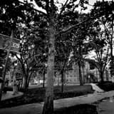 Square Harvard Yard Photography