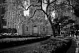 Horizontal Spring in Chicago landscape black and white Photography