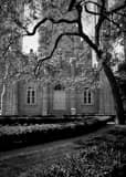 Vertical Spring in Chicago landscape black and white Photography