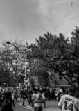 Vertical The Waveland Avenue Ballhawks during 2016 Game 3 World Series Batting Practice landscape black and white Photography