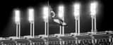 Panoramic The Ohio Flag and Progressive Field Lights during the 2016 World Series black and white Photos