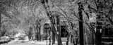 Panoramic Trees Weighed Down by Ice on Beck Street in German Village Framed Photos