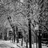Square Trees Weighed Down by Ice on Beck Street in German Village Framed Photos