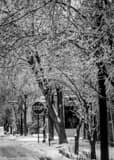 Vertical Trees Weighed Down by Ice on Beck Street in German Village Framed Photos