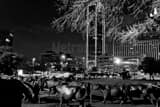 Horizontal The Bronze Cattle Drive in Dallas Framed Photos