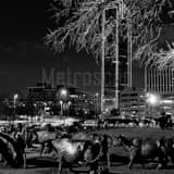 Square The Bronze Cattle Drive in Dallas Framed Photos