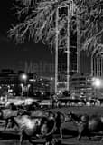 Vertical The Bronze Cattle Drive in Dallas Framed Photos