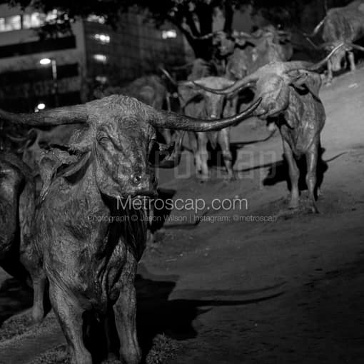The Cattle Sculptures in Pioneer Plaza -- Dallas Black and White Photography