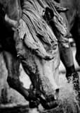 Vertical A Stallion in the Mustangs of Las Colinas Fountain landscape black and white Photography