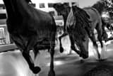 Horizontal The Mustangs of Las Colinas Close Up landscape black and white Photography