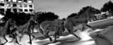 Panoramic The Mustangs of Las Colinas Framed Photos