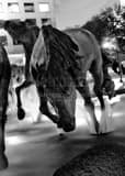 Vertical The Mustangs of Las Colinas Close Up landscape black and white Photography