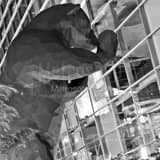 Square The Big Blue Bear Peeking into the Denver Convention Center Framed Photos