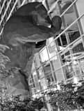 Vertical The Big Blue Bear Peeking into the Denver Convention Center Framed Photos