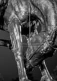 Vertical Close up of the Bronze Bronco Statue in Civic Center Park landscape black and white Photography