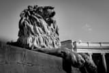 Horizontal A Lion in the Denver Civic Center Park Framed Photos