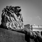 Square A Lion in the Denver Civic Center Park Framed Photos