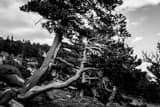 Horizontal Pines Growing with the Wind landscape black and white Photography