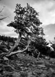 Vertical Pines Growing with the Wind landscape black and white Photography