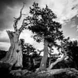 Square A Wind Blown Pine Tree landscape black and white Photography