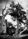 Vertical A Wind Blown Pine Tree landscape black and white Photography