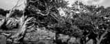 Panoramic A Wind-Swept Pine at the Mt Evans Tree Line landscape black and white Photography