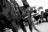 Horizontal The Cowboy Horse Tackle black and white Photos