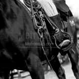 Square The Cowboy Horse Tackle black and white Photos