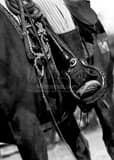 Vertical The Cowboy Horse Tackle black and white Photos